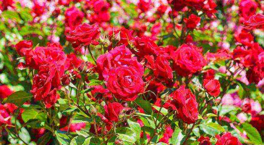 the best varieties of meilland roses