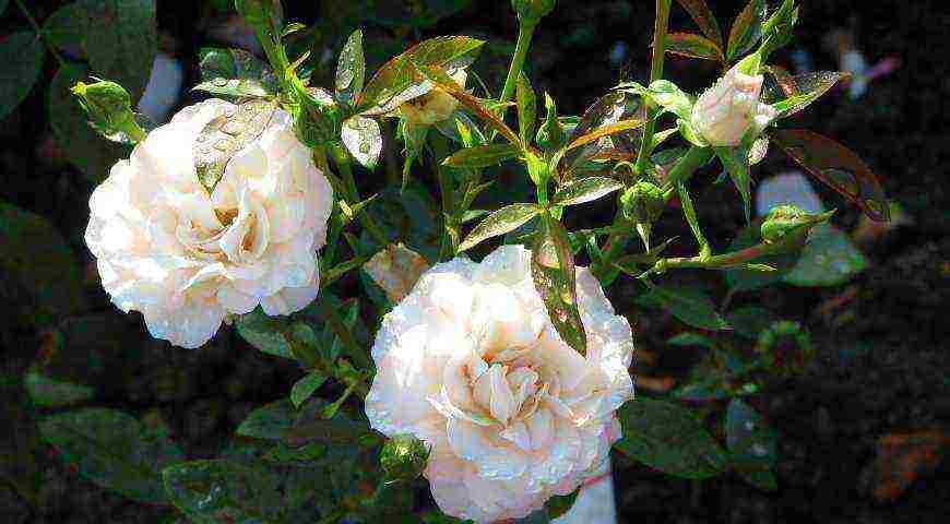 the best varieties of meilland roses