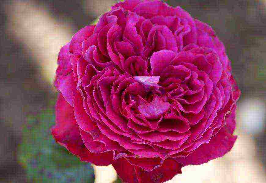 the best varieties of meilland roses