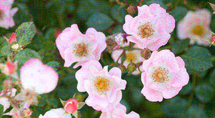 the best varieties of meilland roses