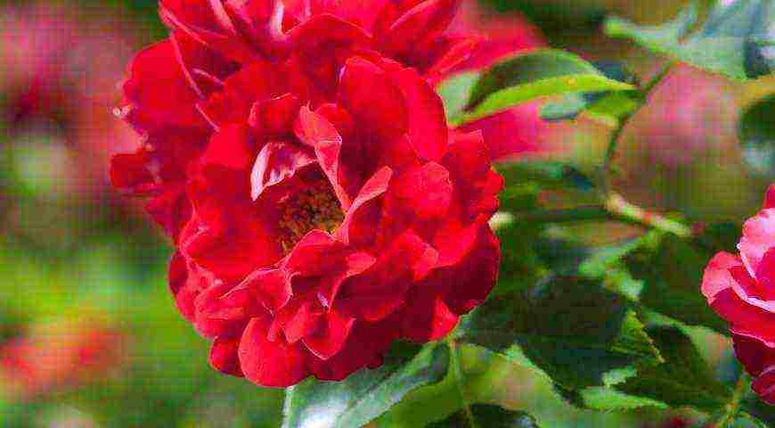 the best varieties of meilland roses