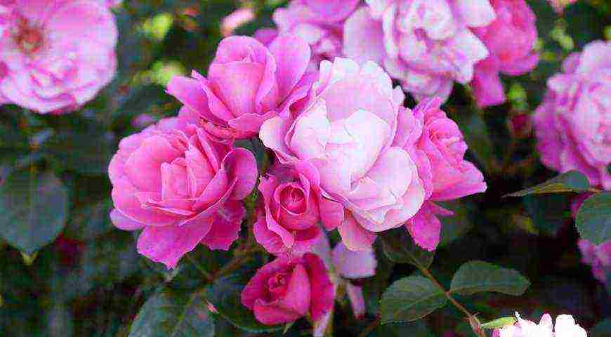 the best varieties of meilland roses