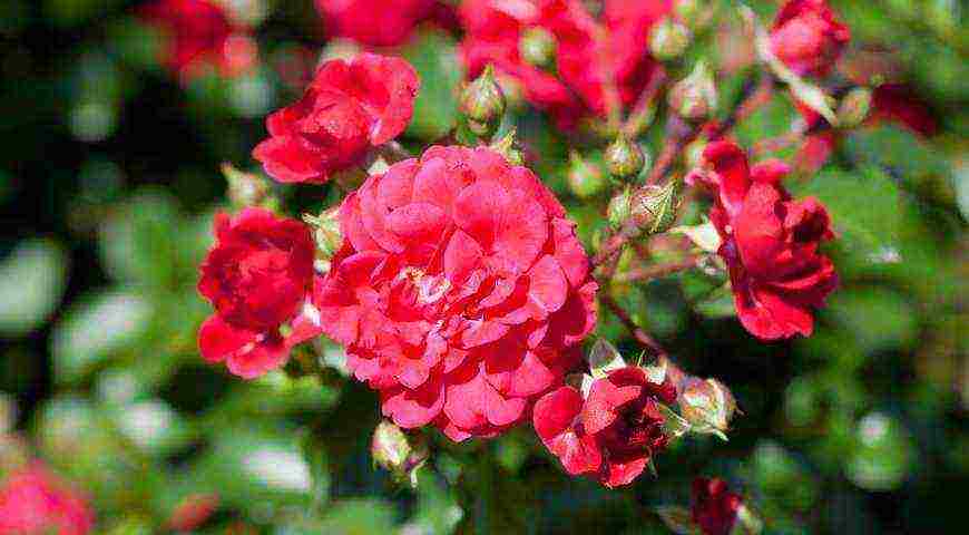 the best varieties of meilland roses