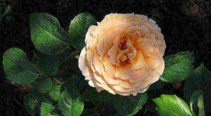 the best varieties of meilland roses