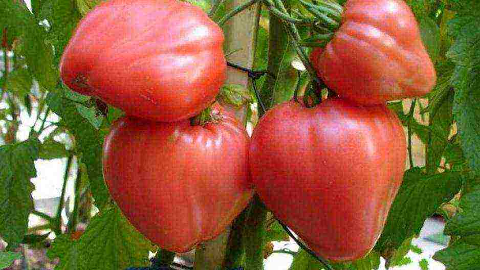 the best varieties of pink tomato