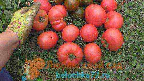 the best varieties of pink tomato