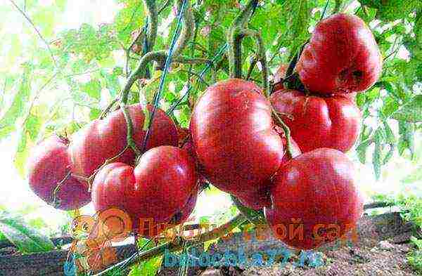 the best varieties of pink tomato