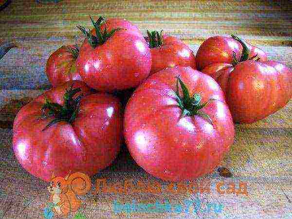 the best varieties of pink tomato