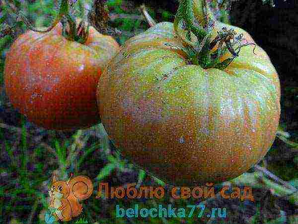 the best varieties of pink tomato