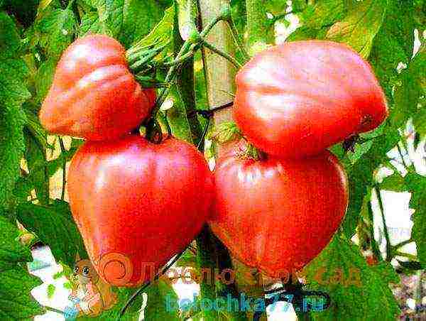 the best varieties of pink tomato