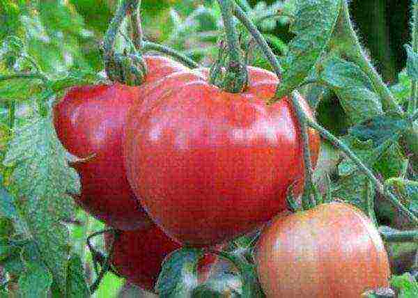 the best varieties of pink tomato