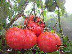 the best varieties of pink tomato