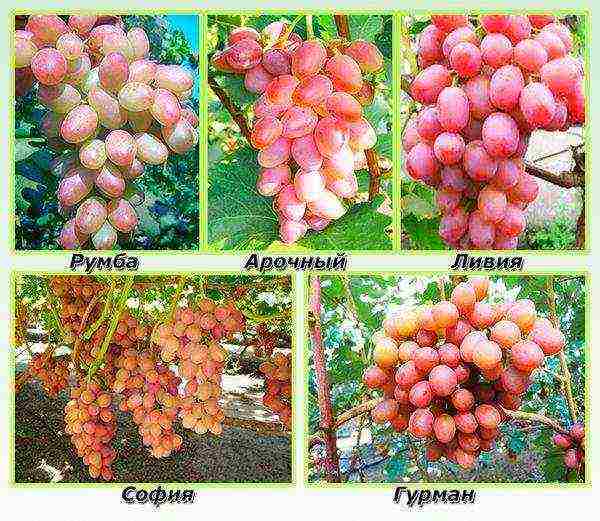 the best varieties of pink grapes