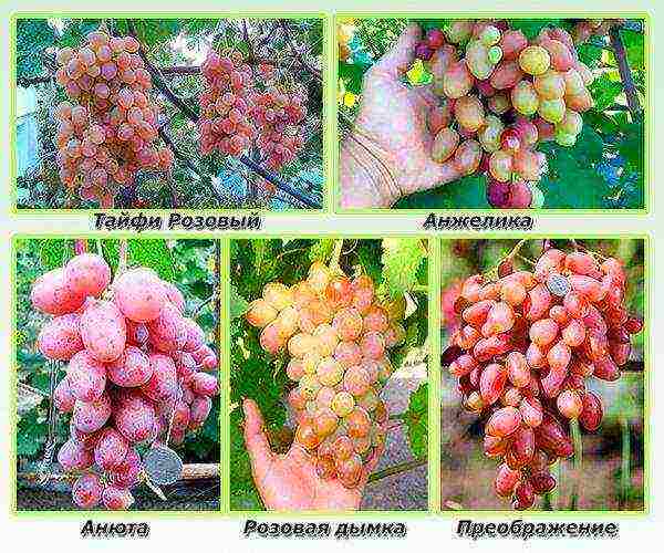 the best varieties of pink grapes