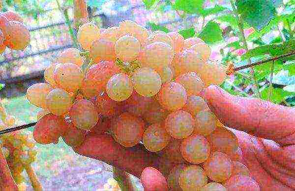 the best varieties of pink grapes