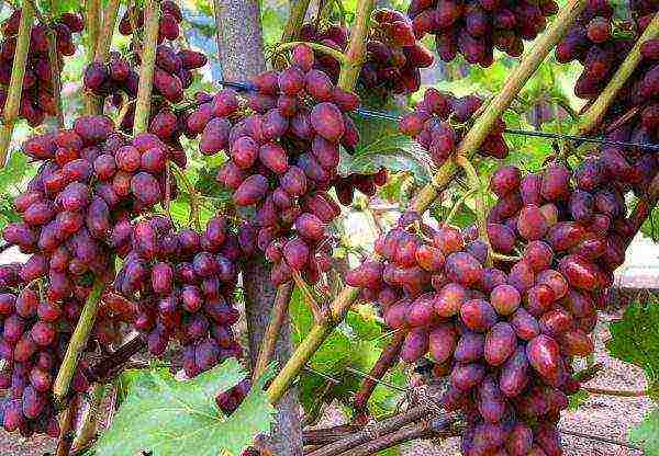 the best varieties of pink grapes