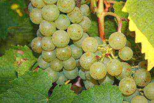 the best varieties of pink grapes