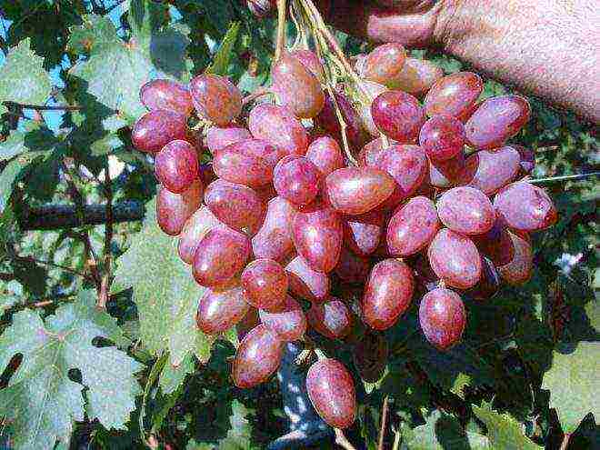 the best varieties of pink grapes