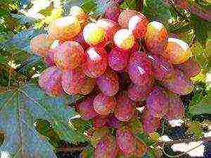 the best varieties of pink grapes