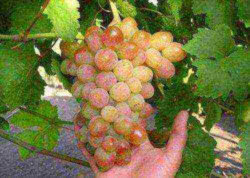 the best varieties of pink grapes