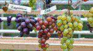 the best varieties of pink grapes