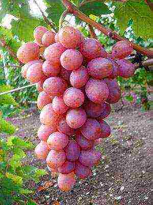 the best varieties of pink grapes