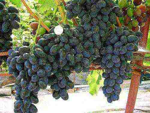 the best varieties of pink grapes