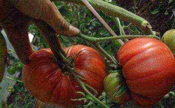 the best varieties of pink tomatoes