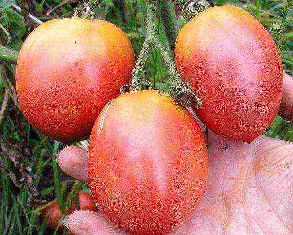 the best varieties of pink tomatoes