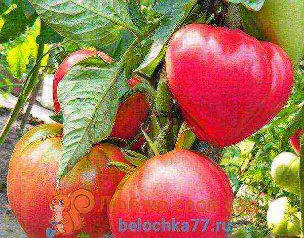the best varieties of pink tomatoes