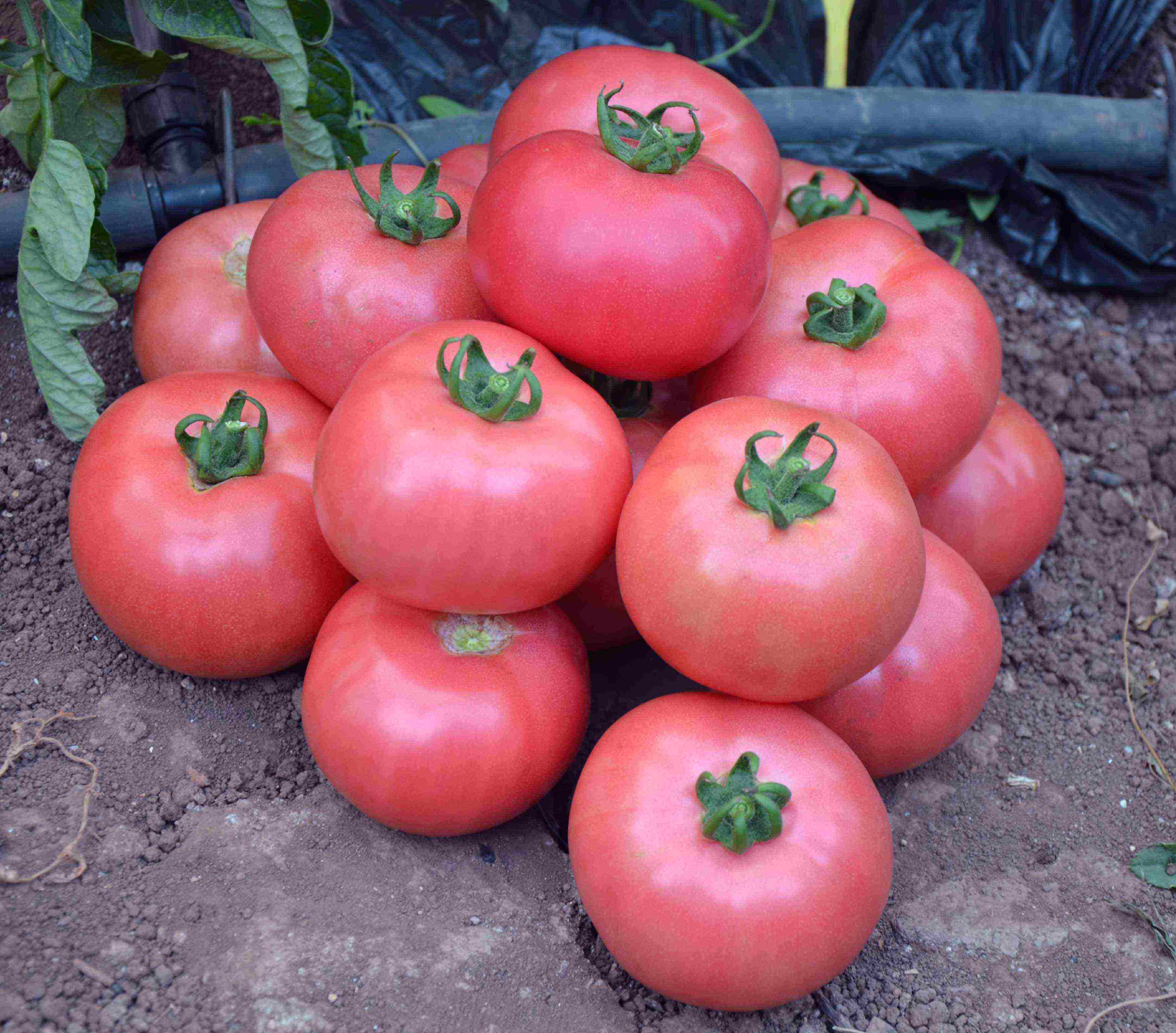 the best varieties of pink tomatoes