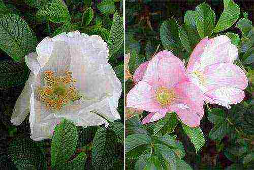 the best varieties of Rugosa rose