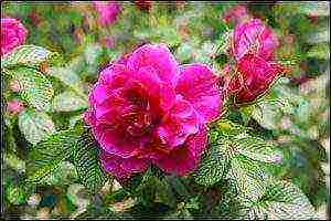 the best varieties of Rugosa rose