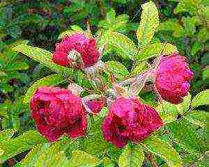 the best varieties of rose rugoza