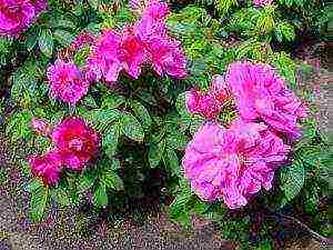 the best varieties of Rugosa rose