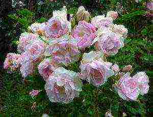 the best varieties of Rugosa rose