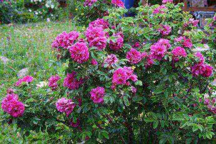 the best varieties of Rugosa rose