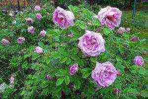 the best varieties of Rugosa rose