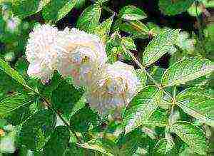 the best varieties of Rugosa rose