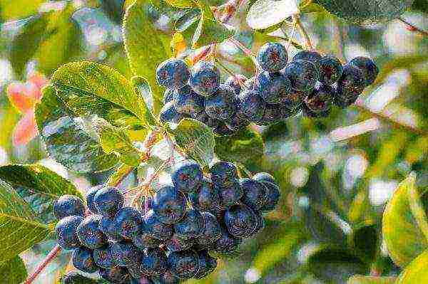 the best varieties of chokeberry