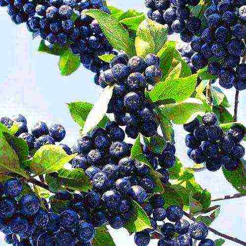 the best varieties of chokeberry