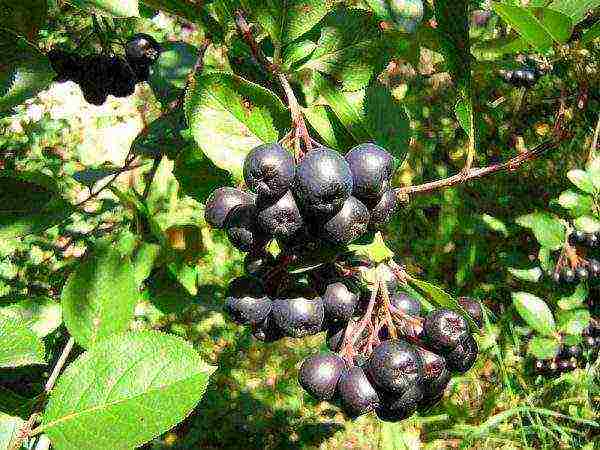 the best varieties of chokeberry