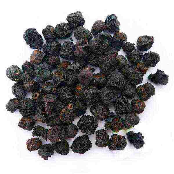 the best varieties of chokeberry