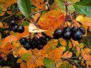 the best varieties of chokeberry