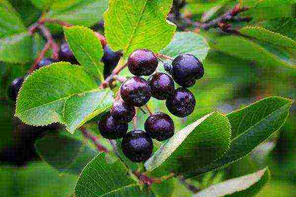 the best varieties of chokeberry