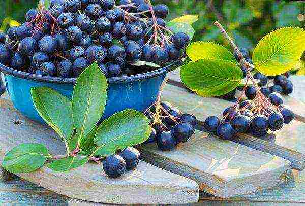 the best varieties of chokeberry