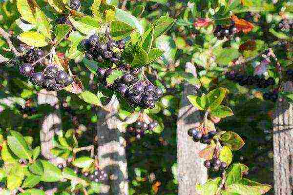 the best varieties of chokeberry