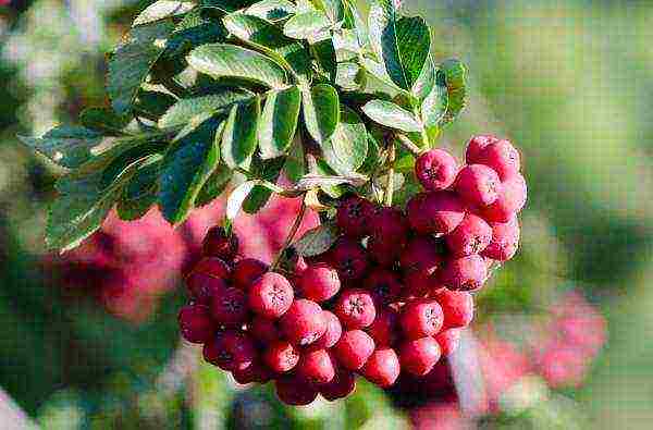 the best varieties of mountain ash for the Moscow region