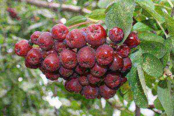 the best varieties of mountain ash for the Moscow region