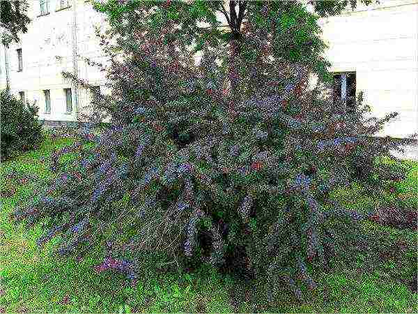 barberry ที่กินได้ดีที่สุด